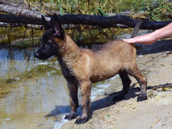 Perros Pastor Belga Malinois en venta
