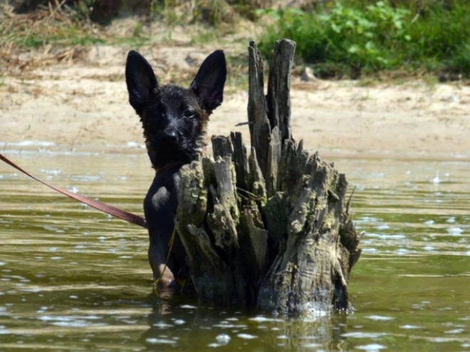 Perros Pastor Belga Malinois en venta
