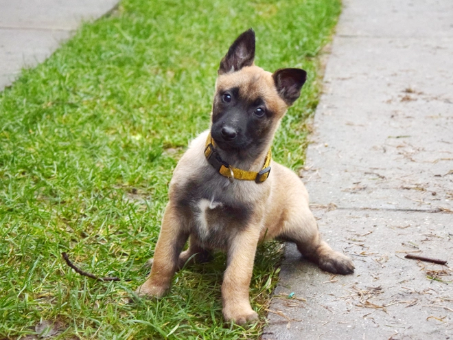Perros Pastor Belga Malinois en venta