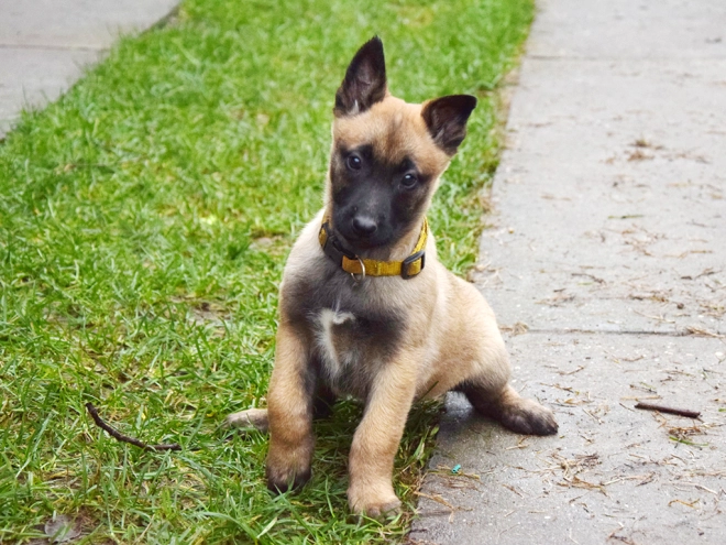 Perros Pastor Belga Malinois en venta