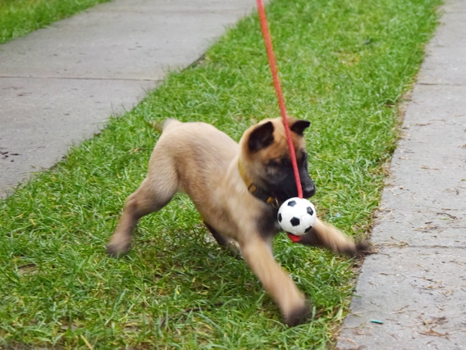 Perros Pastor Belga Malinois en venta