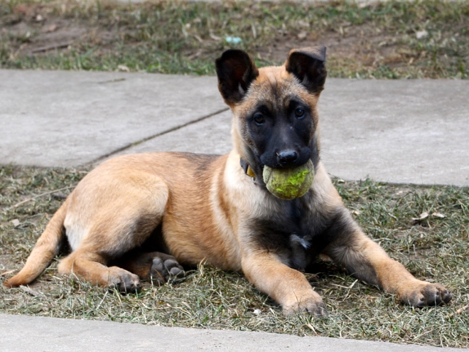 Perros Pastor Belga Malinois en venta