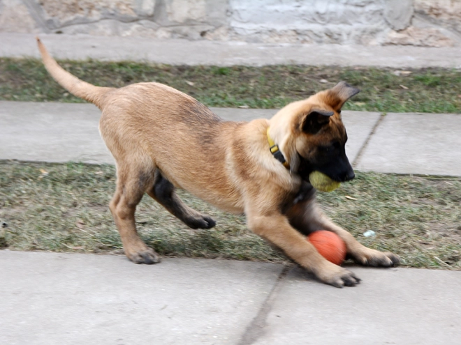 Perros Pastor Belga Malinois en venta