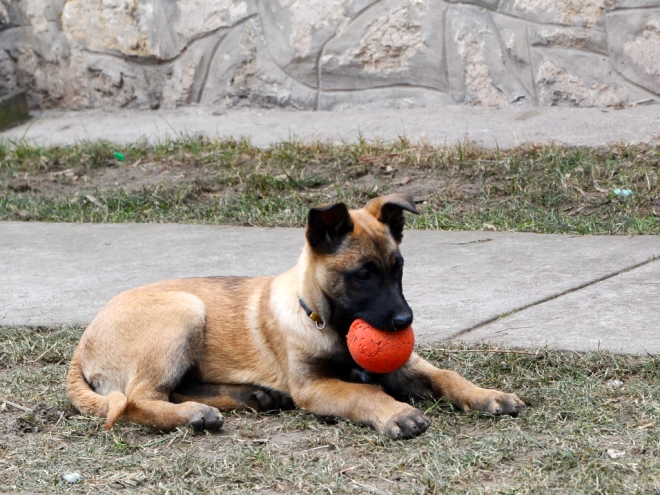 Perros Pastor Belga Malinois en venta