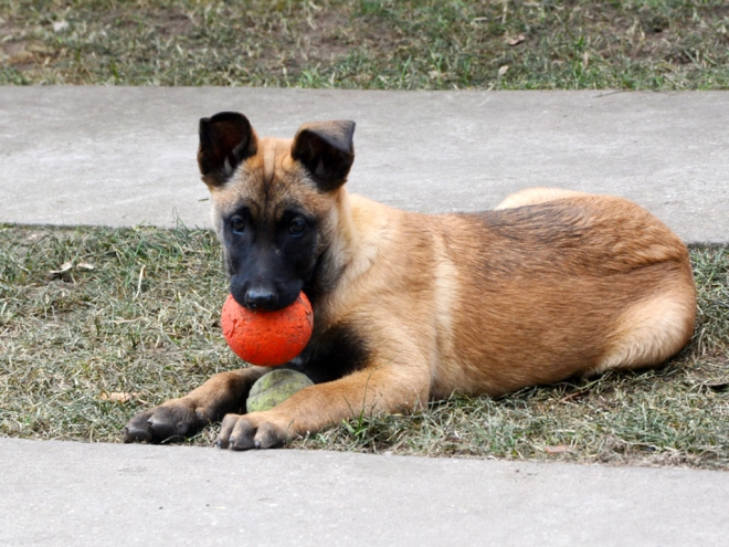 Perros Pastor Belga Malinois en venta