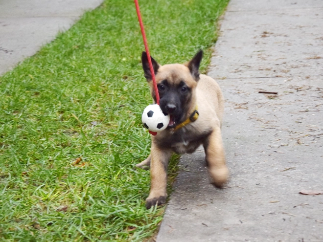 Perros Pastor Belga Malinois en venta