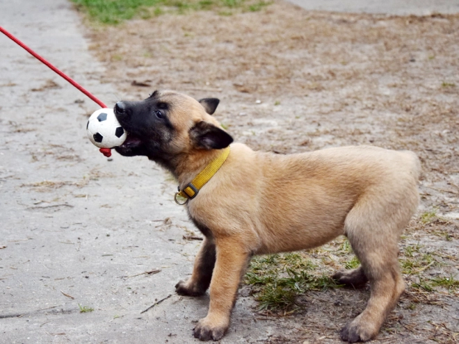 Perros Pastor Belga Malinois en venta
