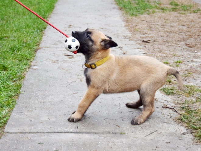 Perros Pastor Belga Malinois en venta