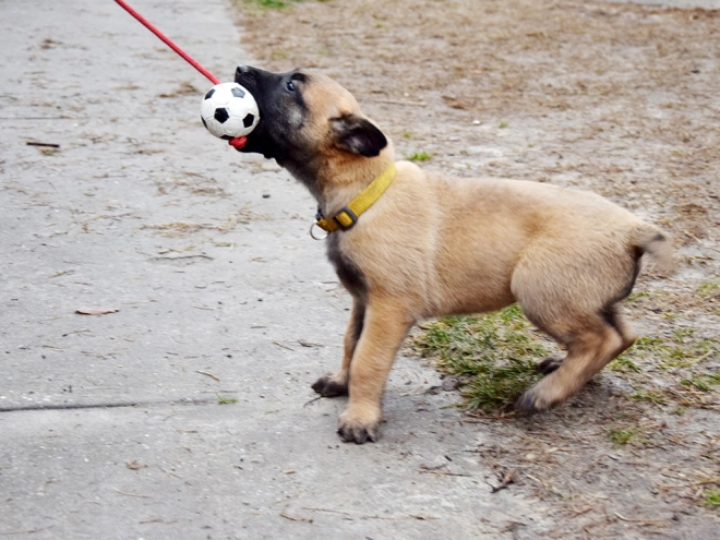Perros Pastor Belga Malinois en venta