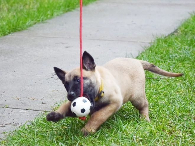 Perros Pastor Belga Malinois en venta