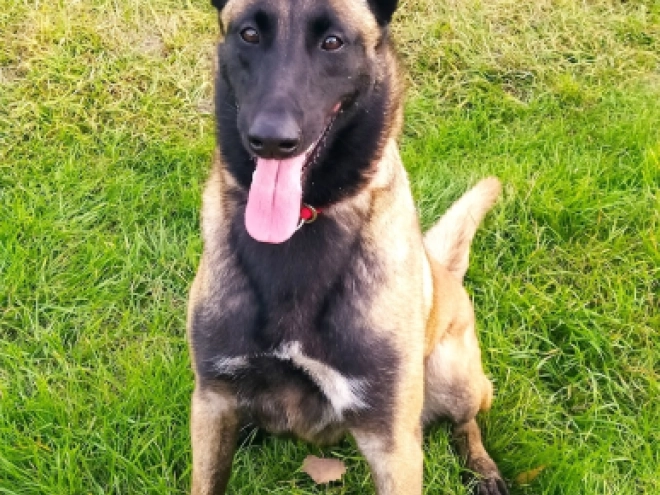 Perros Pastor Belga Malinois en venta