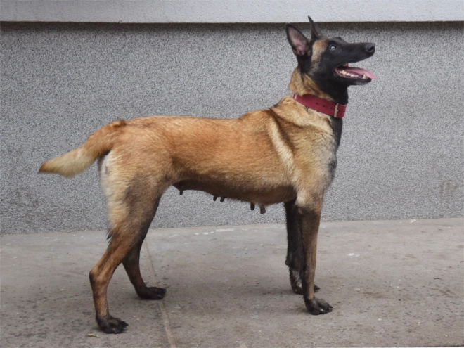 Belgian Malinois puppy for sale