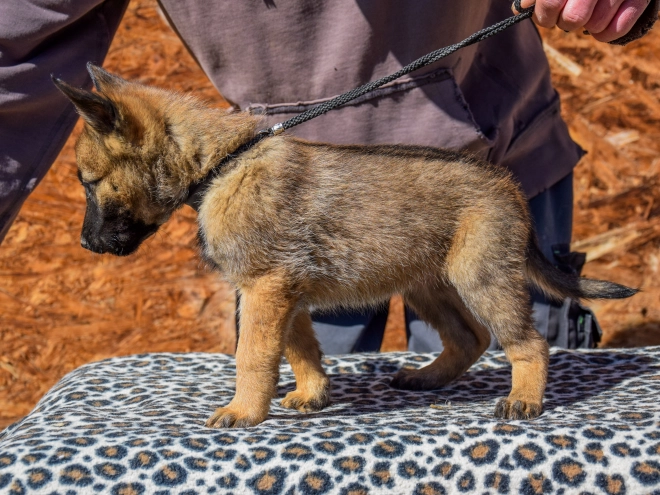 Belgian Malinois puppy for sale