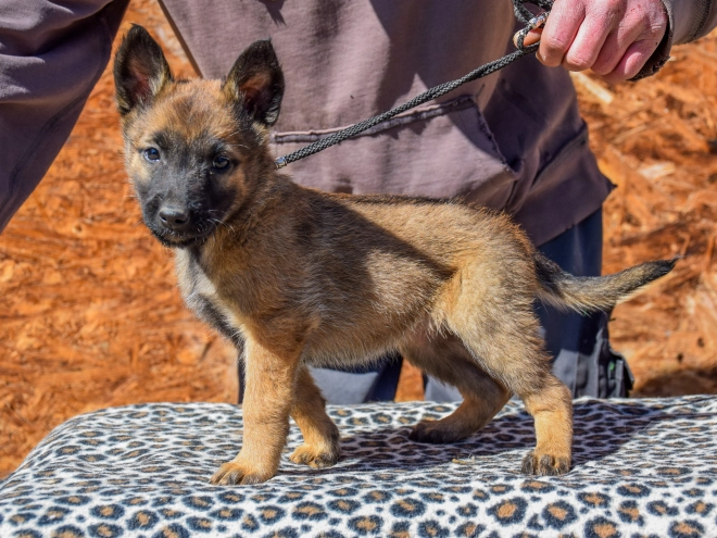 Belgian Malinois puppy for sale
