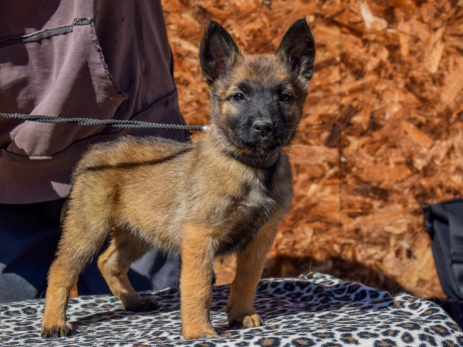 Belgian Malinois puppy for sale