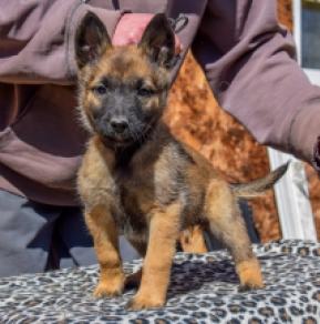 Malinois Welpe zu verkaufen