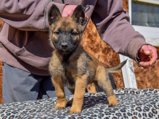 Belgian Malinois puppy for sale