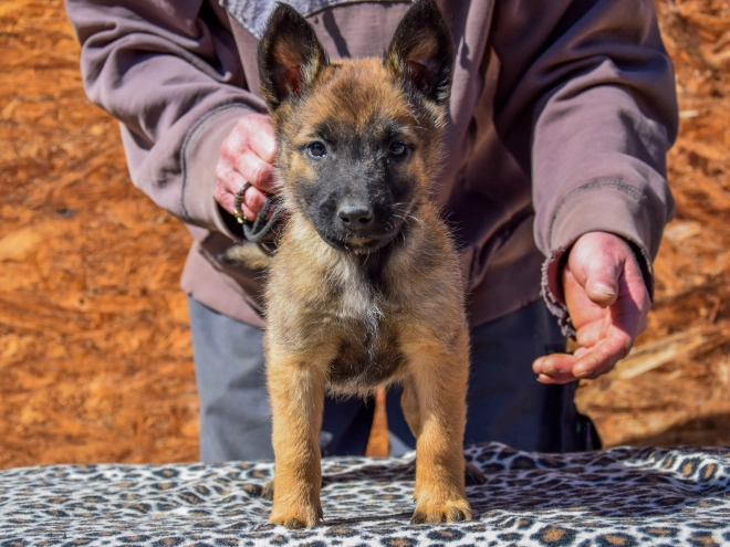 Belgian Malinois puppy for sale
