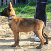 Malinois Welpe zu verkaufen