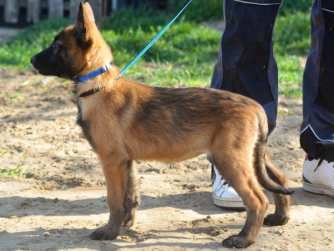 Malinois Welpe kaufen