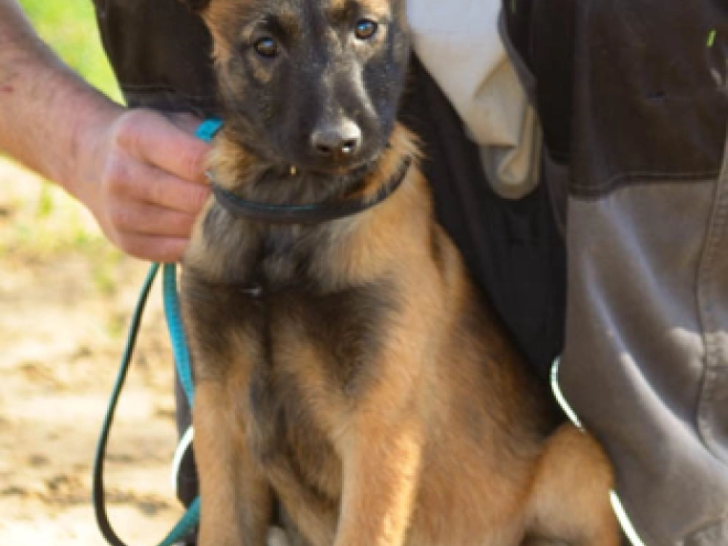 Malinois Welpe kaufen
