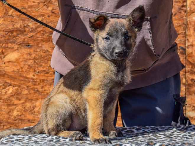 Belgian Malinois puppy for sale