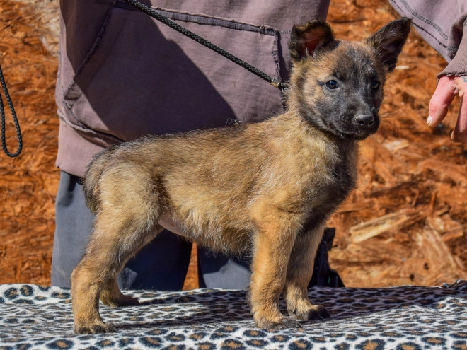 Belgian Malinois puppy for sale