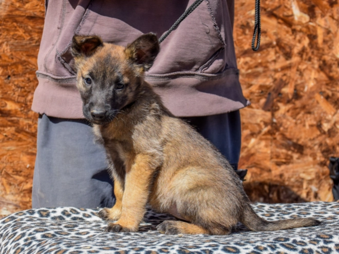 Belgian Malinois puppy for sale