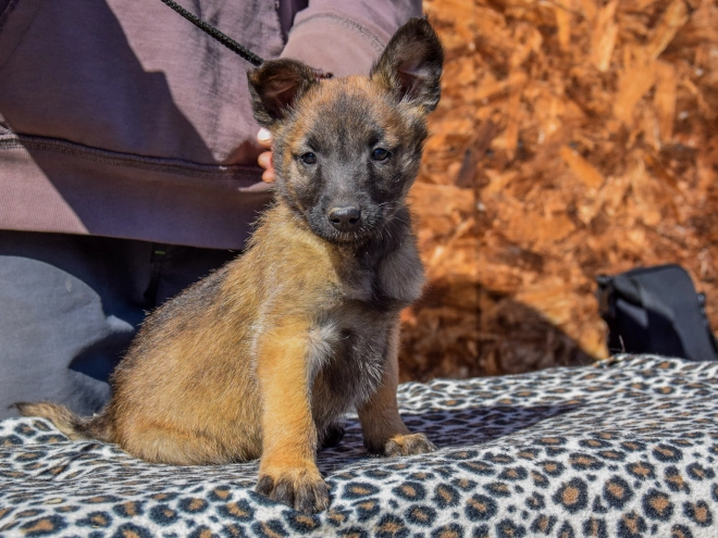 Belgian Malinois puppy for sale