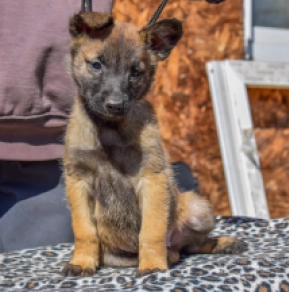 Malinois Welpe zu verkaufen