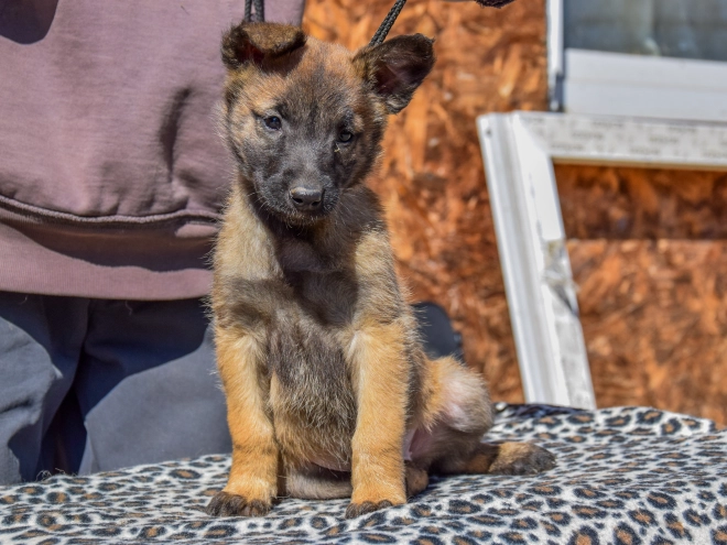 Belgian Malinois puppy for sale