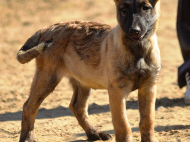 Perros Pastor Belga Malinois en venta