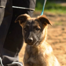 Belgian Malinois puppy for sale