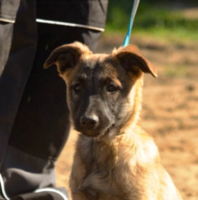Belgian Malinois puppy for sale
