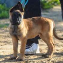Belgian Malinois puppy for sale