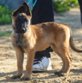 Belgian Malinois puppy for sale