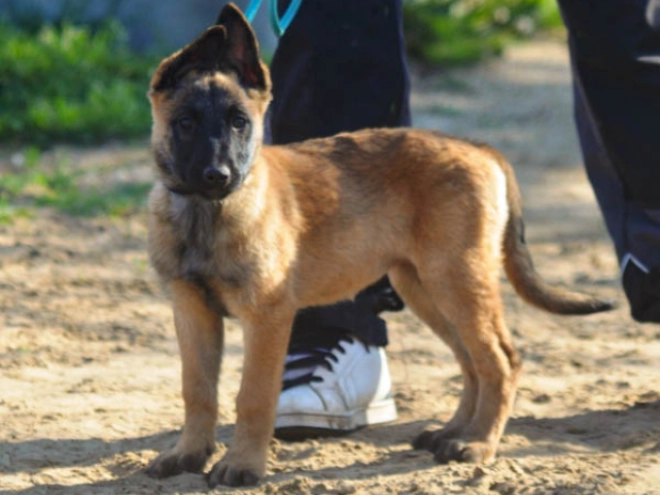 Malinois Welpe kaufen