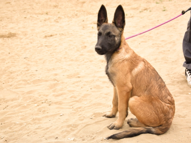Malinois Welpe kaufen