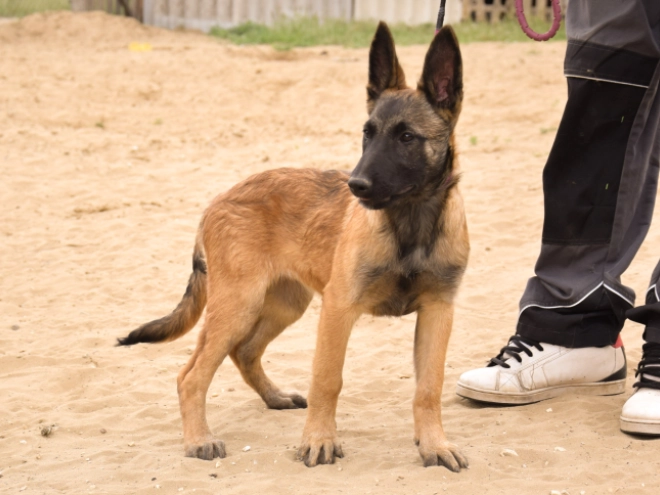Malinois Welpe kaufen