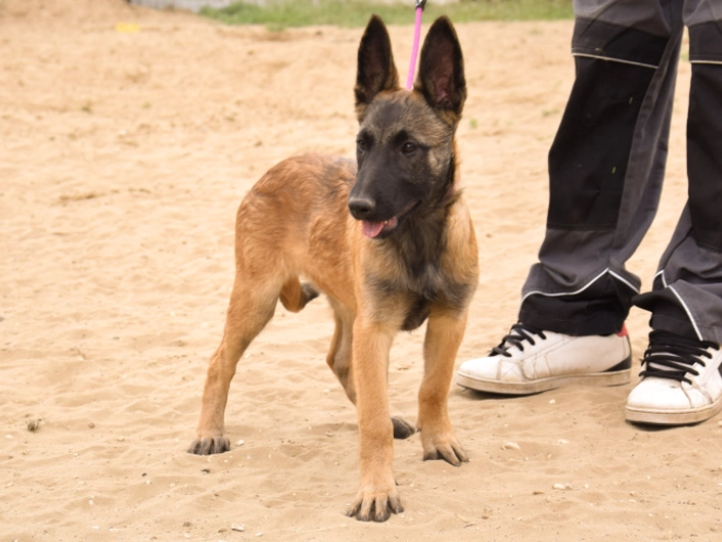 Malinois Welpe kaufen