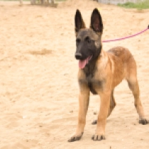 Cyan, red Belgian Malinois for sale