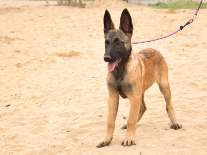 Malinois Welpe kaufen