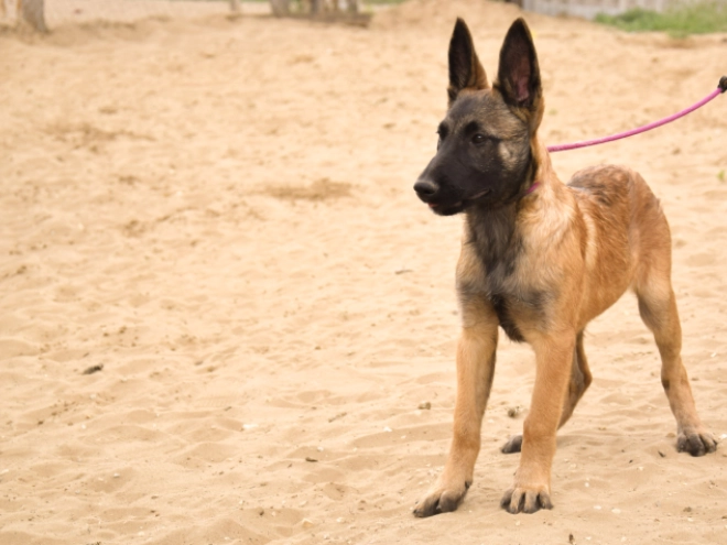 Malinois Welpe kaufen