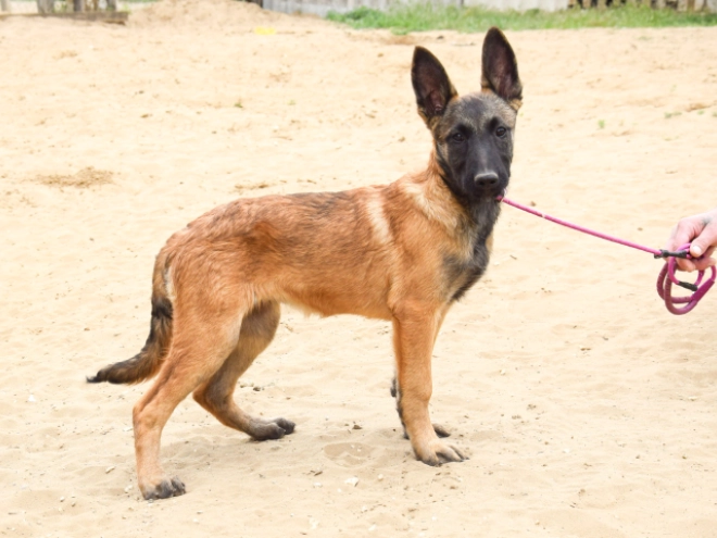 Malinois Welpe kaufen
