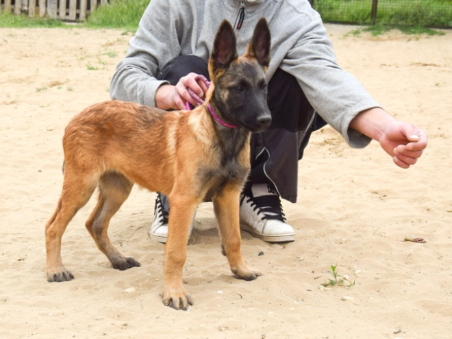 Malinois Welpe kaufen