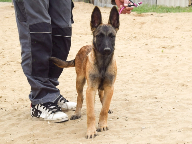 Malinois Welpe kaufen
