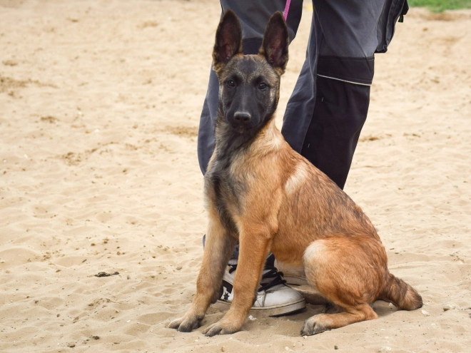Malinois Welpe kaufen