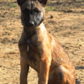 Belgian Malinois puppy for sale