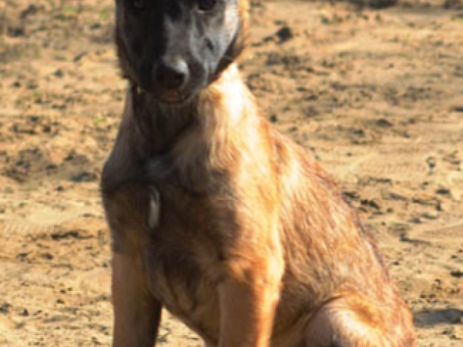 Perros Pastor Belga Malinois en venta