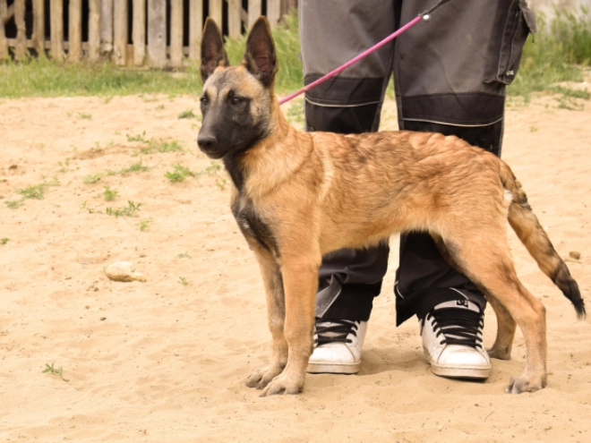 Malinois Welpe kaufen